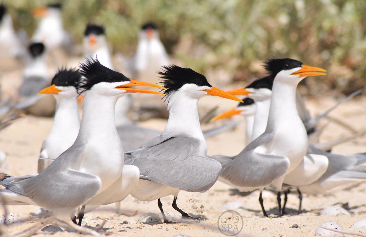 قصة مصورة : 380 نوعا من الطيور المهاجرة تلتقي على سواحل تبوك