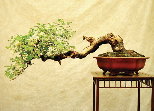 قصيدة «الهايكو» اليابانية.. الشعر حين يومض كالبرق