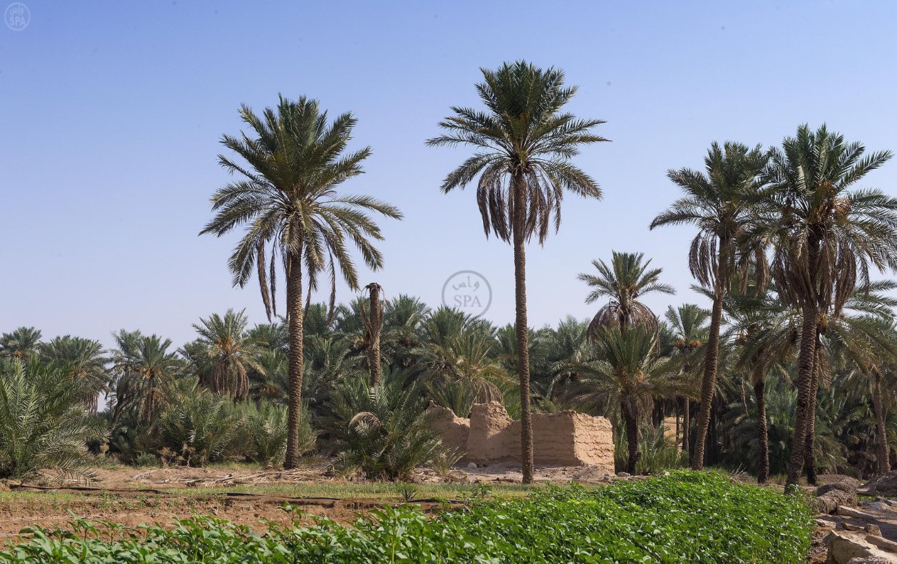 قصة مصورة: القصيم سلة التمور الفاخرة في المملكة