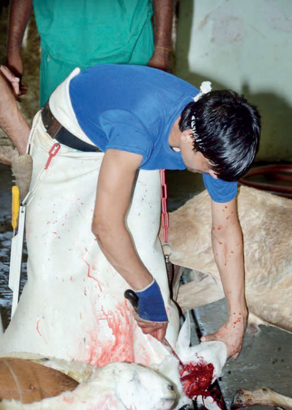 جدة: توعد مهربي الأضاحي بالإحالة إلى الادعاء العام