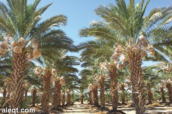 المملكة ثانياً على مستوى العالم في إنتاج التمور