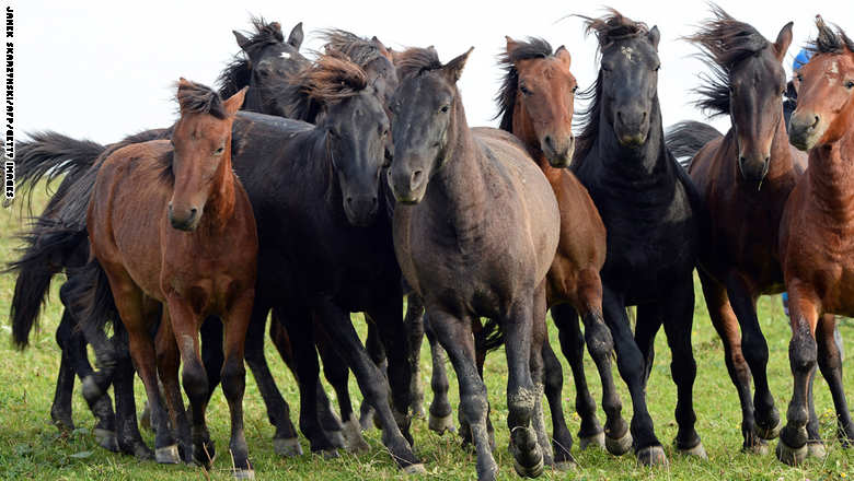 قصة مصورة : خيول أوروبية تكافح الانقراض
