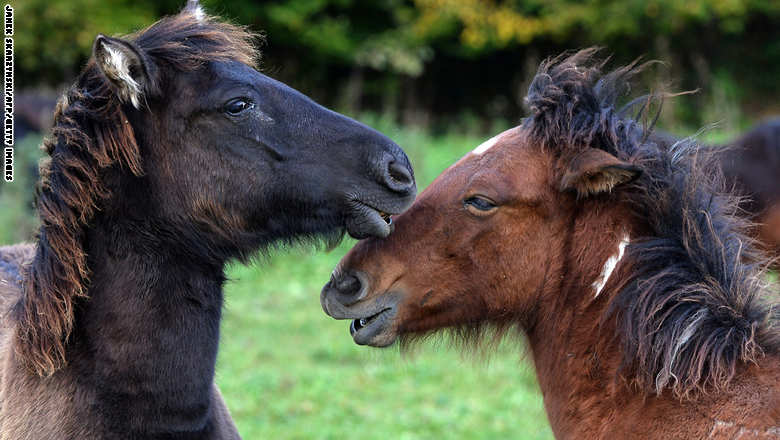 قصة مصورة : خيول أوروبية تكافح الانقراض