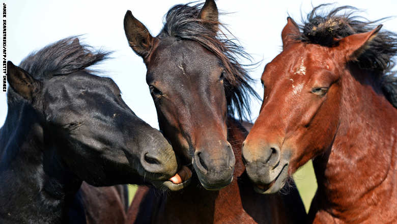 قصة مصورة : خيول أوروبية تكافح الانقراض