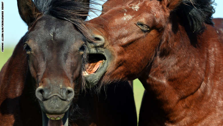 قصة مصورة : خيول أوروبية تكافح الانقراض