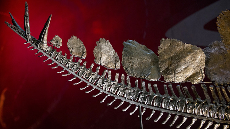 قصة مصورة : عرض هيكل عظمي نادر لديناصور عمره 150 مليون عام في لندن