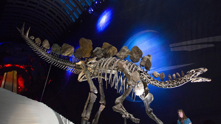 قصة مصورة : عرض هيكل عظمي نادر لديناصور عمره 150 مليون عام في لندن