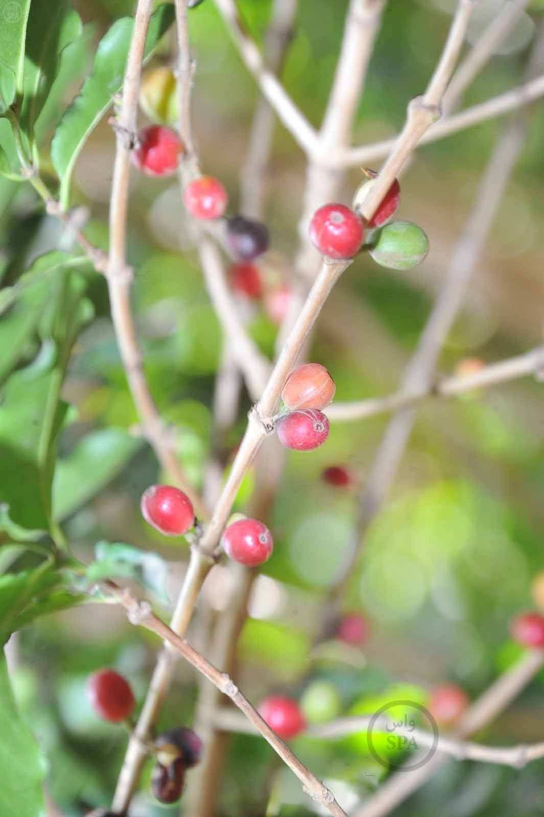 قصة مصورة: الطبيعة الجبلية في الداير بني مالك تبتهج بمهرجان البُن الثاني في جازان
