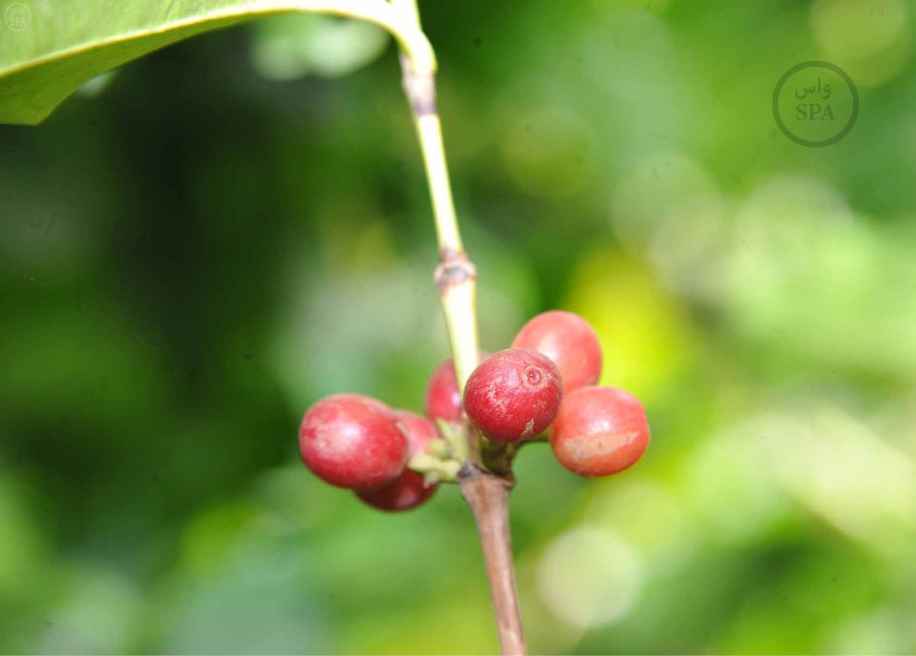 قصة مصورة: الطبيعة الجبلية في الداير بني مالك تبتهج بمهرجان البُن الثاني في جازان