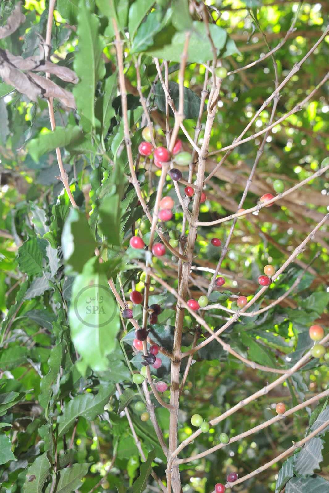قصة مصورة: الطبيعة الجبلية في الداير بني مالك تبتهج بمهرجان البُن الثاني في جازان