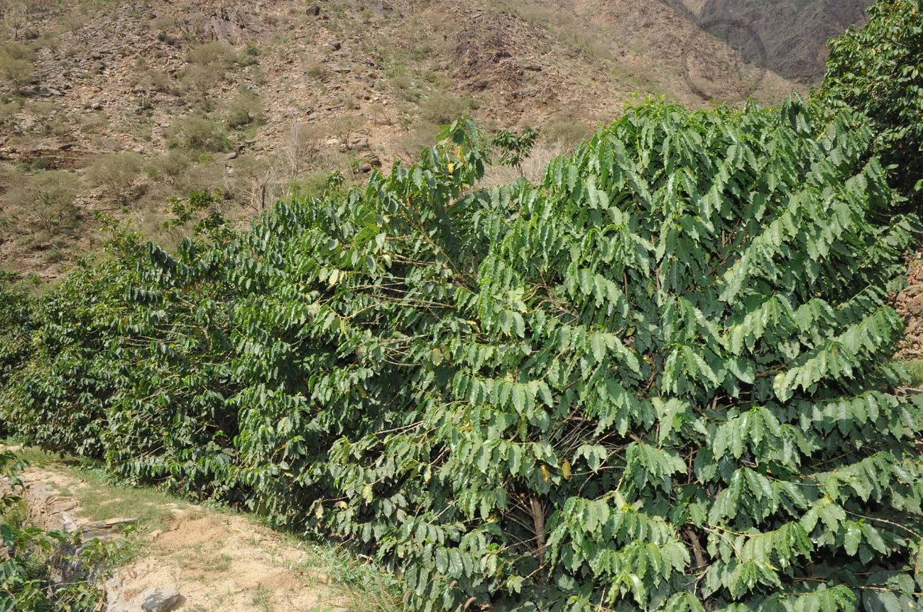 قصة مصورة: الطبيعة الجبلية في الداير بني مالك تبتهج بمهرجان البُن الثاني في جازان