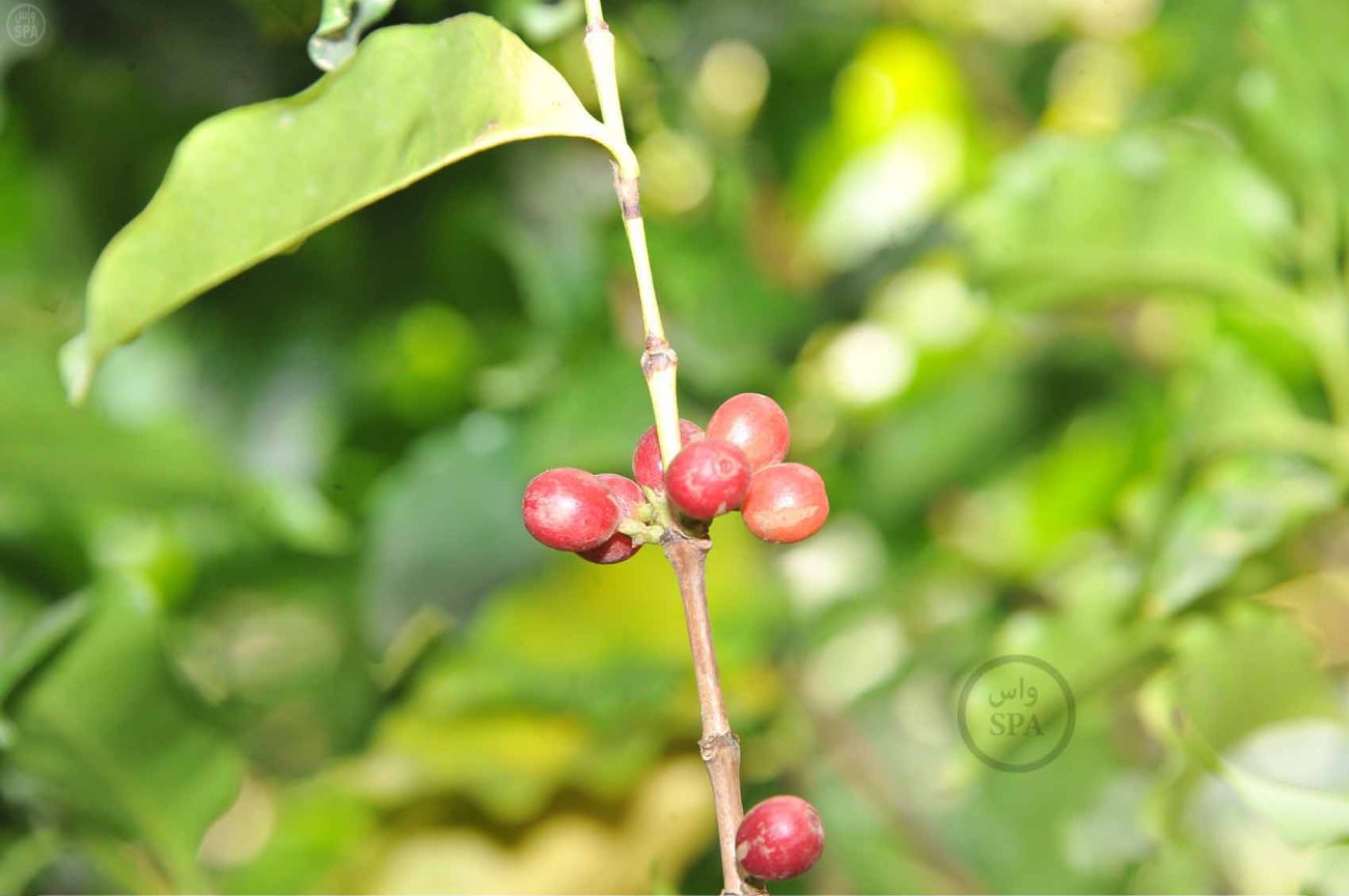قصة مصورة: الطبيعة الجبلية في الداير بني مالك تبتهج بمهرجان البُن الثاني في جازان