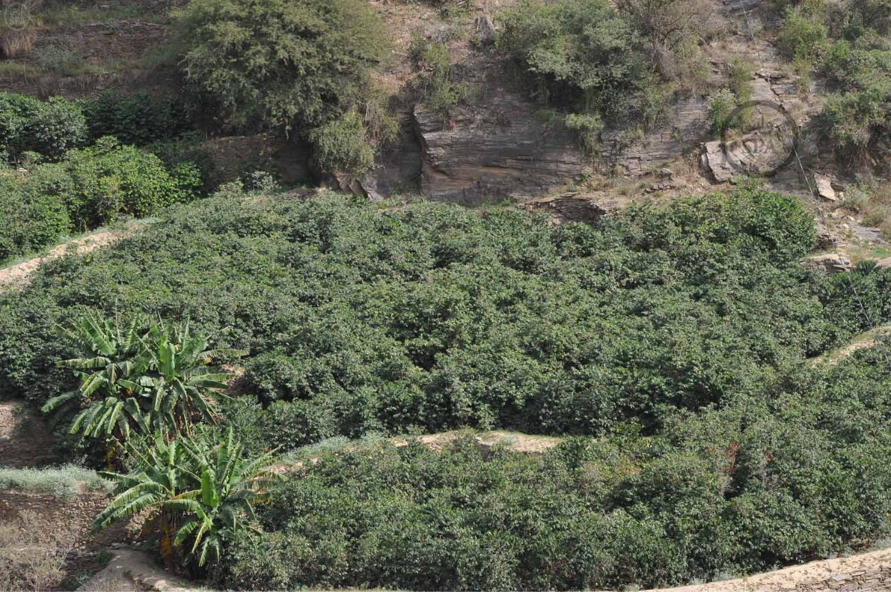 قصة مصورة: الطبيعة الجبلية في الداير بني مالك تبتهج بمهرجان البُن الثاني في جازان