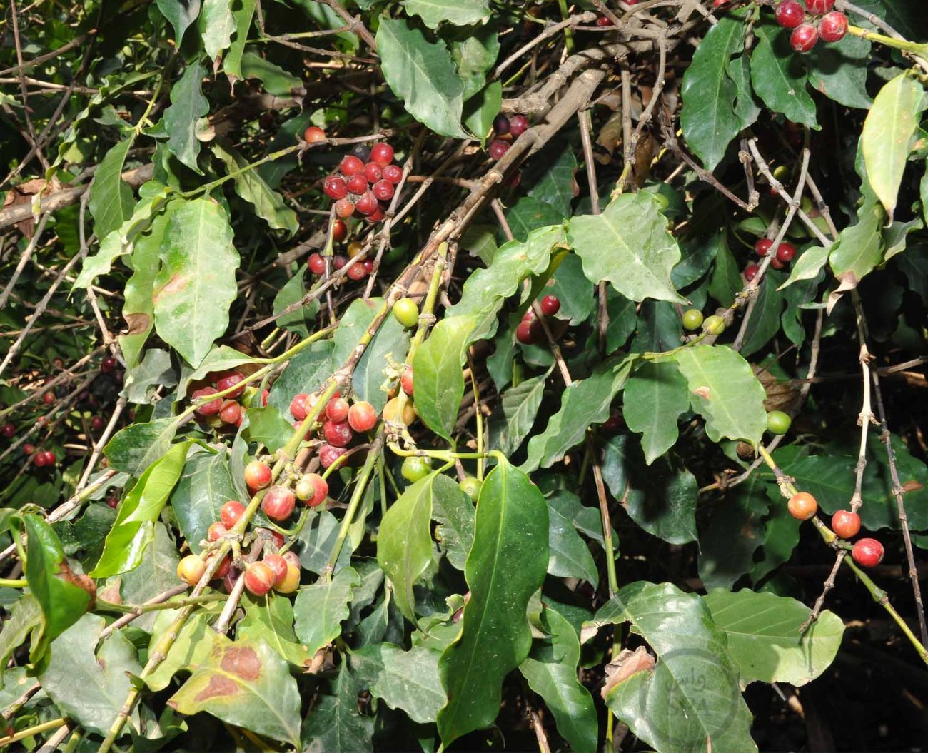 قصة مصورة: الطبيعة الجبلية في الداير بني مالك تبتهج بمهرجان البُن الثاني في جازان