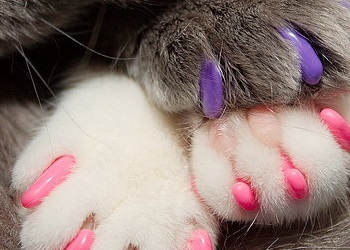 الكويت .. مسابقة لإختيار أجمل قط