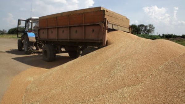 ليبيا تبدأ السحب من احتياطيات القمح لمواجهة نقص الطحين