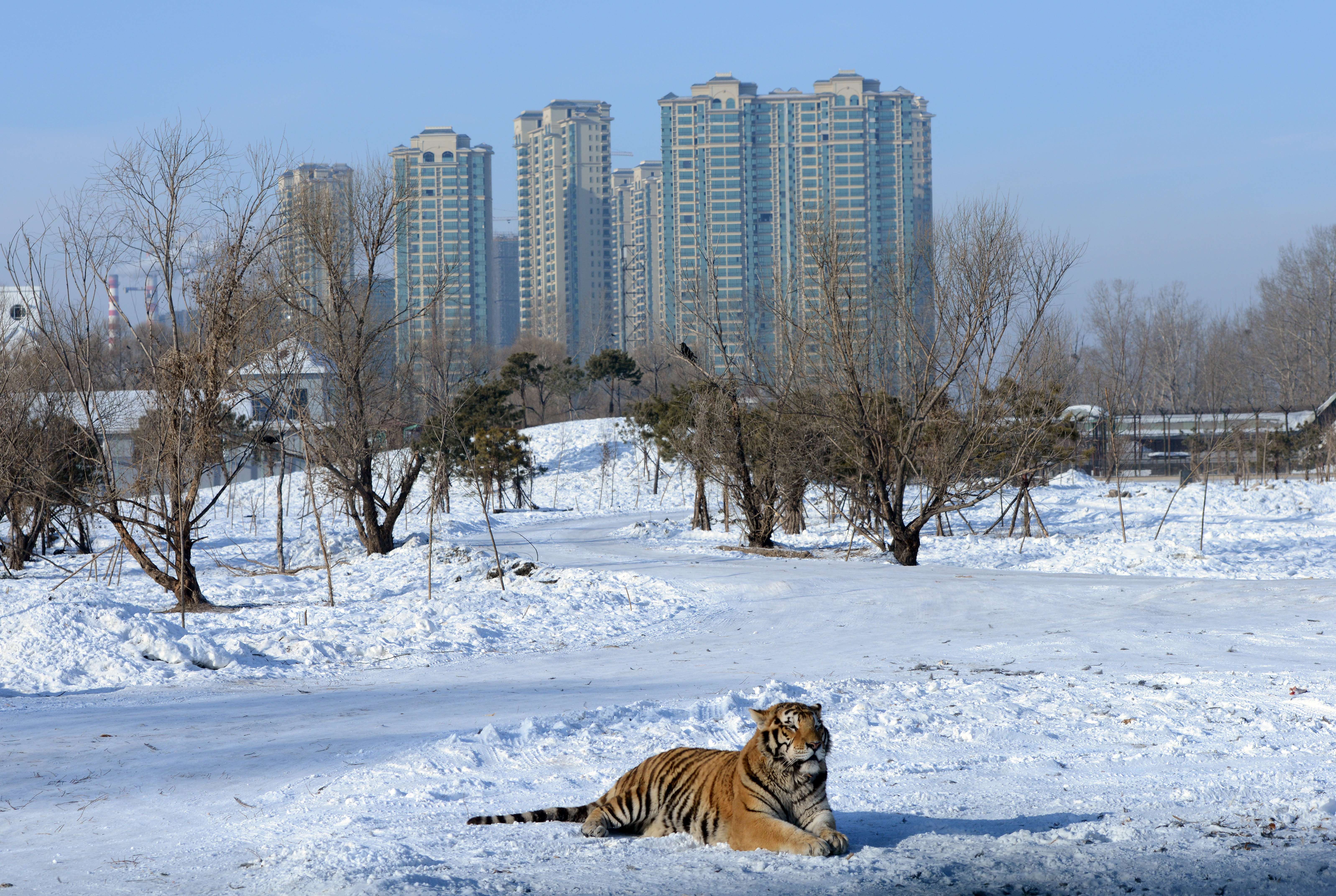 نمر يطارد فريسته محاولا القبض عليها في حديقة الحيوان في الصين