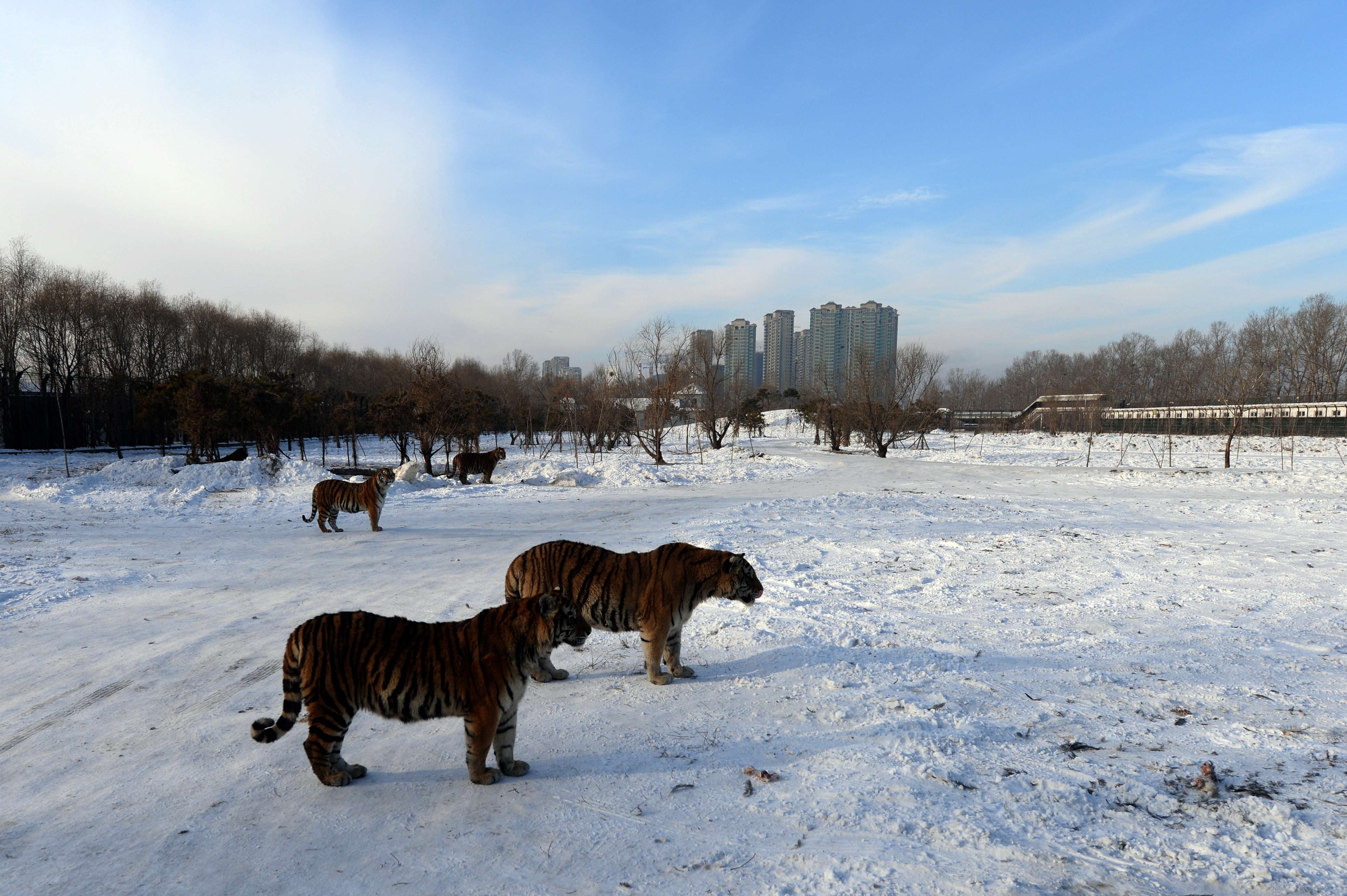 نمر يطارد فريسته محاولا القبض عليها في حديقة الحيوان في الصين