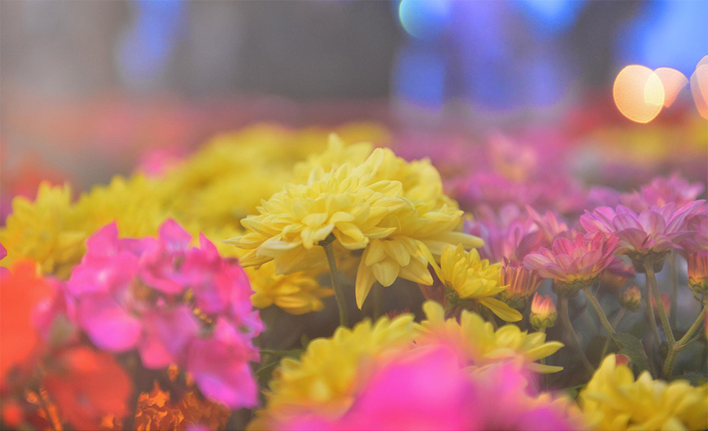 قصة مصورة: أمين الرياض يفتتح مهرجان ربيع الرياض الحادي عشر