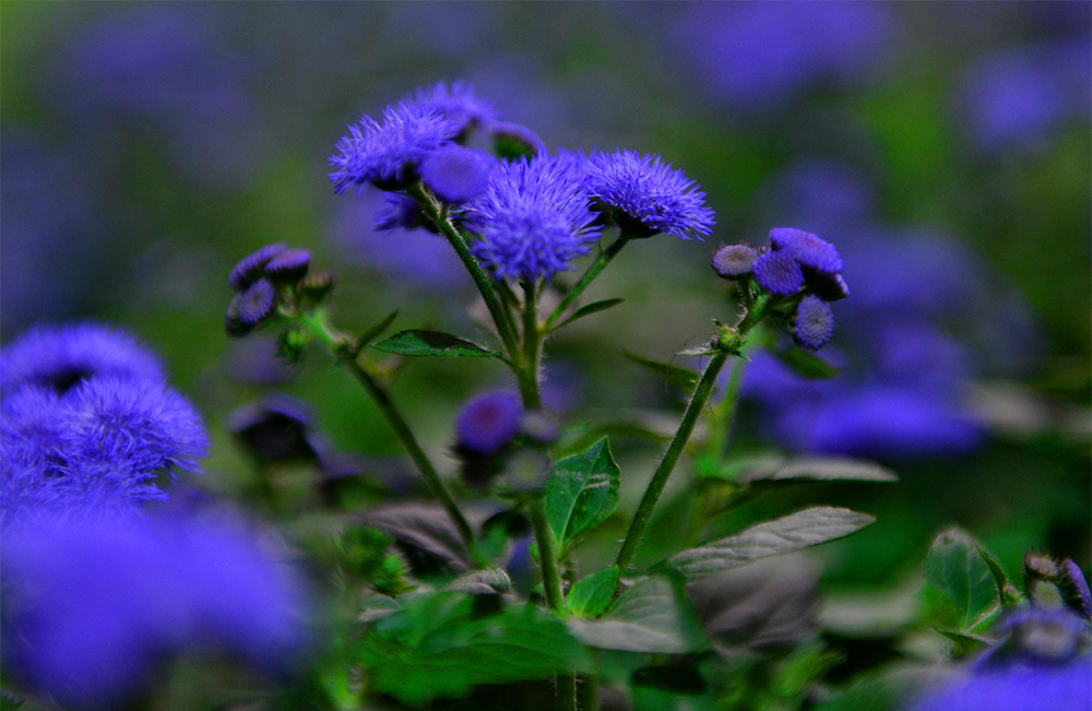 قصة مصورة: أمين الرياض يفتتح مهرجان ربيع الرياض الحادي عشر