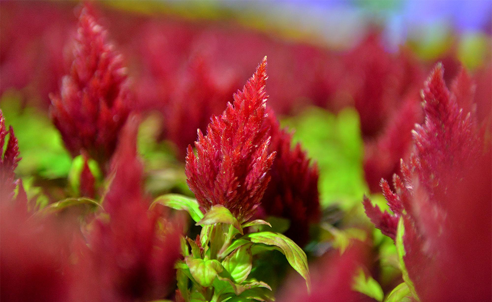 قصة مصورة: أمين الرياض يفتتح مهرجان ربيع الرياض الحادي عشر