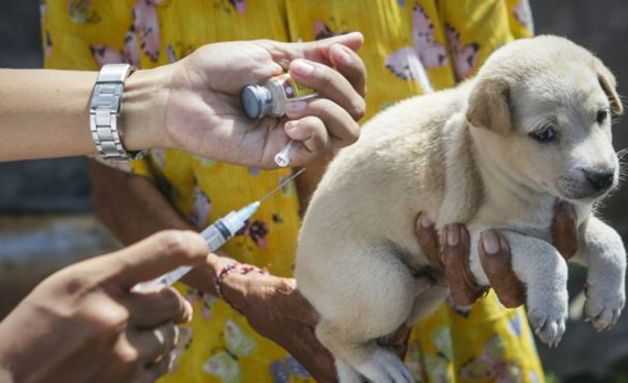 داء الكلب يقتل 160 شخصا يوميا