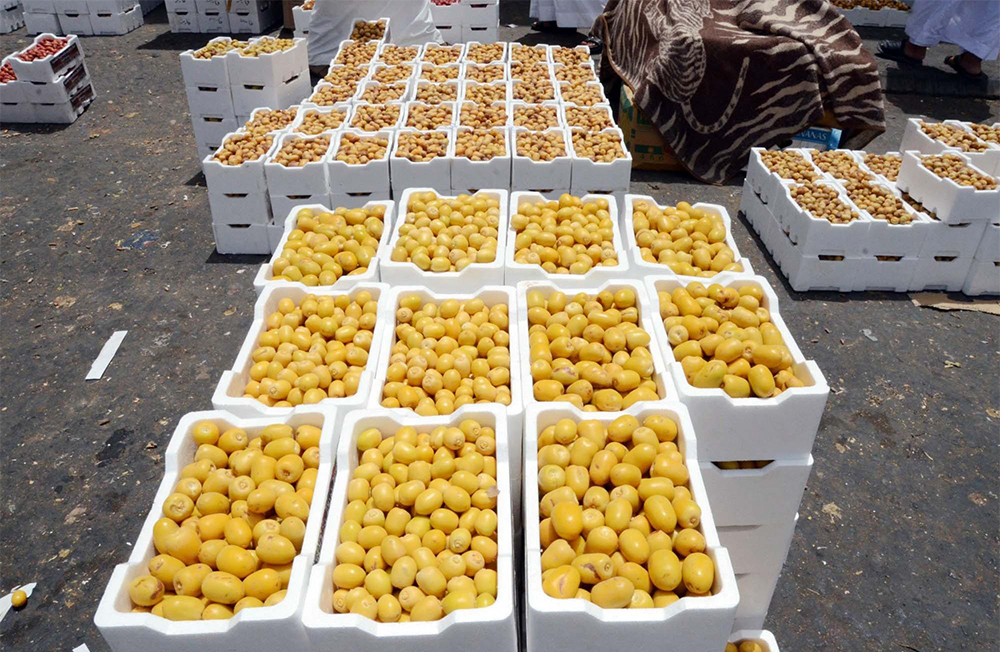 حرارة الطقس تعجل جني التمور في المدينة المنورة