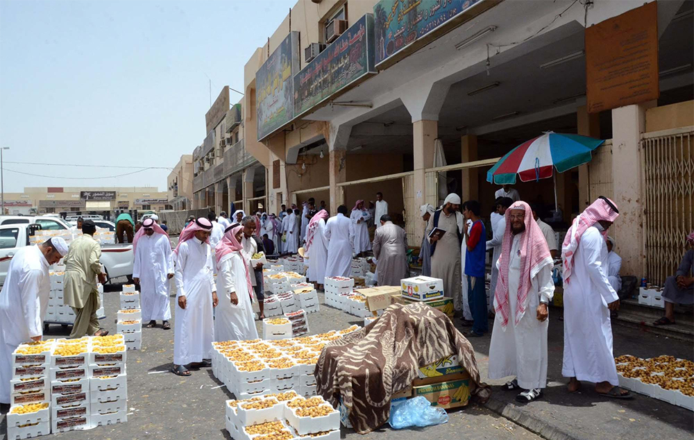حرارة الطقس تعجل جني التمور في المدينة المنورة