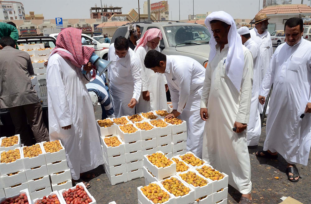 حرارة الطقس تعجل جني التمور في المدينة المنورة