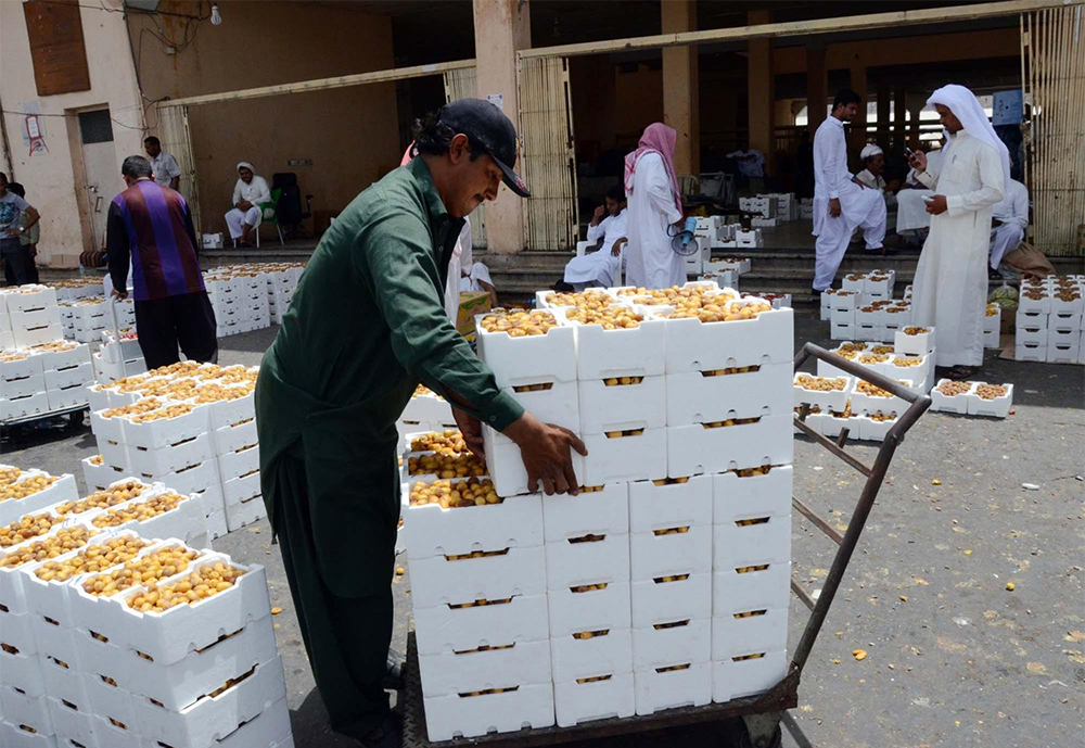 حرارة الطقس تعجل جني التمور في المدينة المنورة