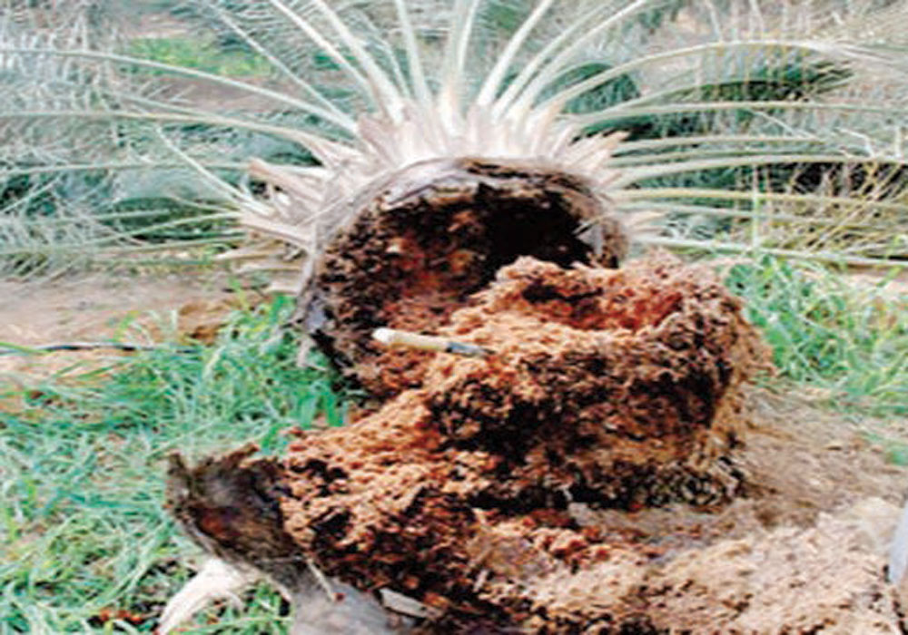 توحيد الجهود بين 8 جهات حكومية وبحثية للقضاء على سوسة النخيل