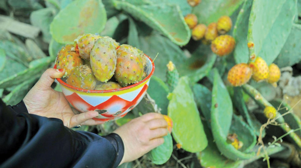 فواكه الصيف تُثري موائد رمضان في الباحة