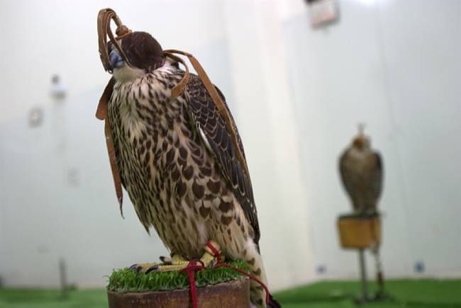 مستشفى في قطر متخصص في علاج الصقور