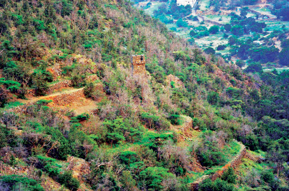 غابات الباحة ومحاصيلها الزراعية رافد اقتصادي
وسياحي للمنطقة