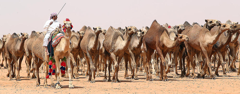 الملك يدشن غدا القرية السعودية للإبل ويرعى الحفل الختامي لمهرجان الإبل