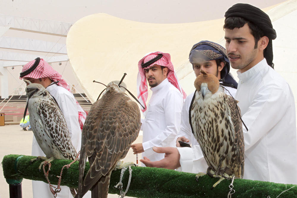 الملك يدشن غدا القرية السعودية للإبل ويرعى الحفل الختامي لمهرجان الإبل