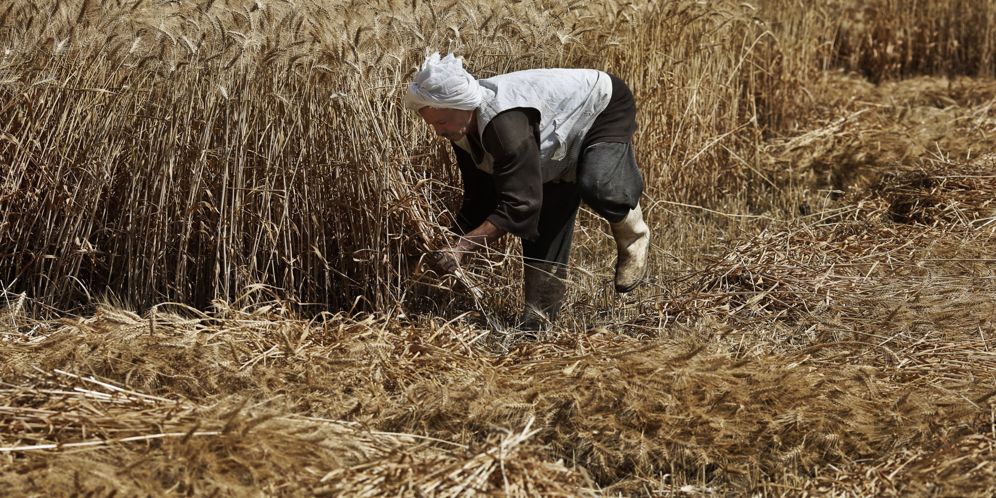 مصر تهون من خطر بذور الخشخاش بينما تواجه أزمة محتملة في القمح