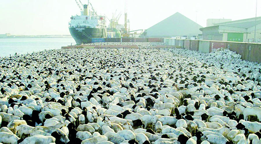 17 مليون رأس إنتاج المملكة من المواشي سنويا .. و8.5 مليون استيراد