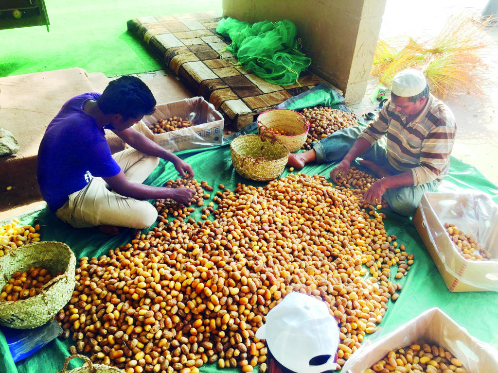 نخيل نجران يبدأ إنتاجه وينافس بـ «المواكيل» و«البياض»