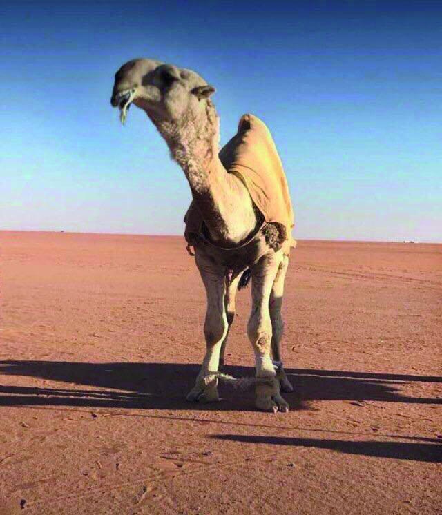 «النووي» و«الشامخ» يتصدران الشقح والصفر