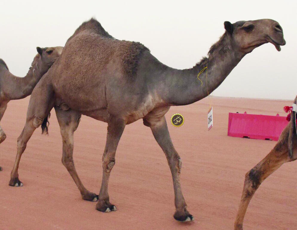 «لطامة» و»الحاكمة» .. الأول محجوز