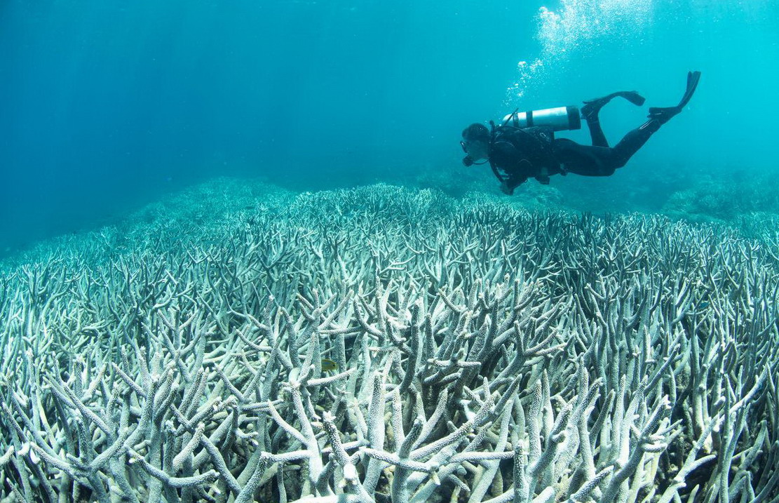 حرارة الجو المرتفعة أتلفت مساحة كبيرة من الشعاب المرجانية في أستراليا