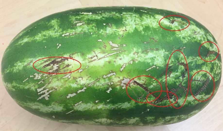 علامات على جلد البطيخ تساعد في اختيار الحمراء الناضجة شديدة الحلاوة