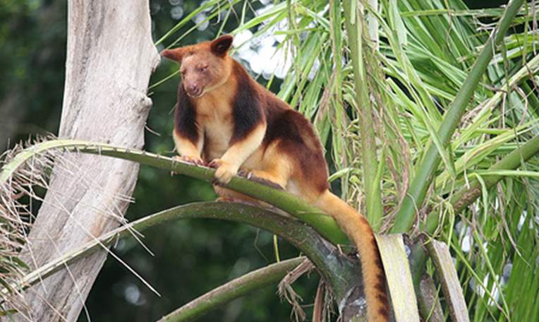 العثور على حيوان "منقرض" في إندونيسيا