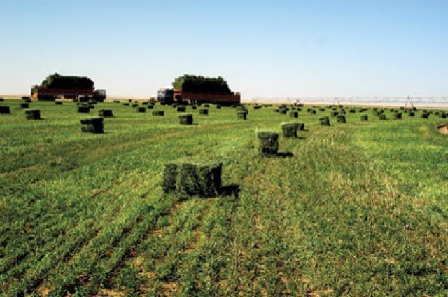 "نادك و "تبوك الزراعية" توقفان زراعة الأعلاف الخضراء