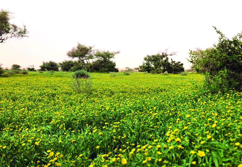 المكشات .. سياحة الشتاء وهوية ثقافية وسوق اقتصادية