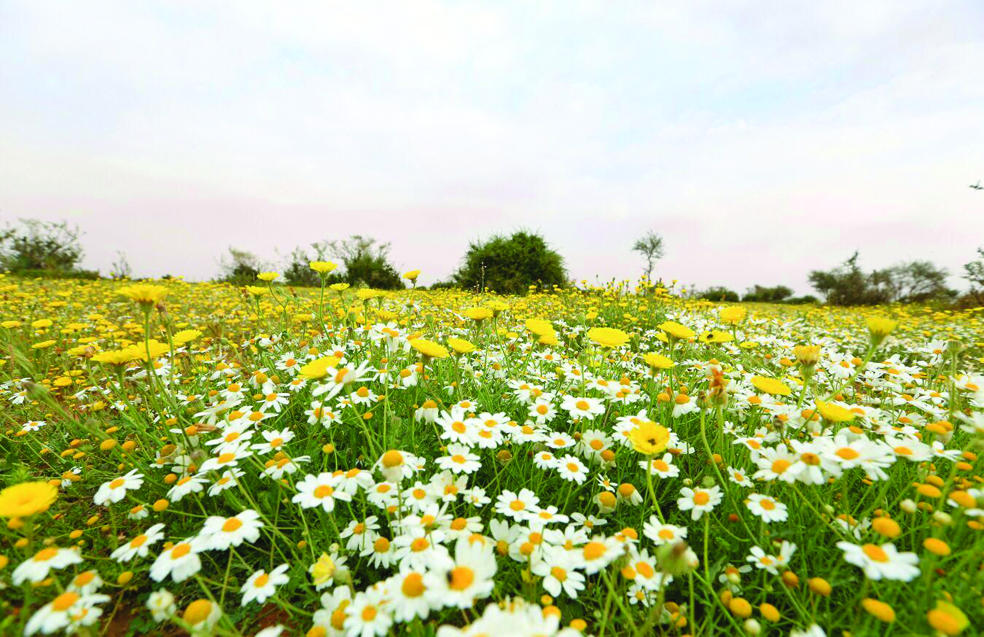 المكشات .. سياحة الشتاء وهوية ثقافية وسوق اقتصادية