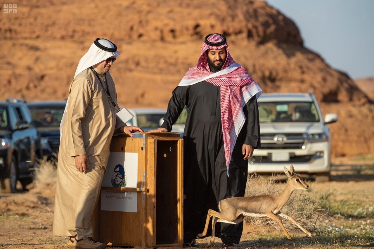 العلا في 50 صورة.. من زمن الأنباط إلى عصر الرؤية
