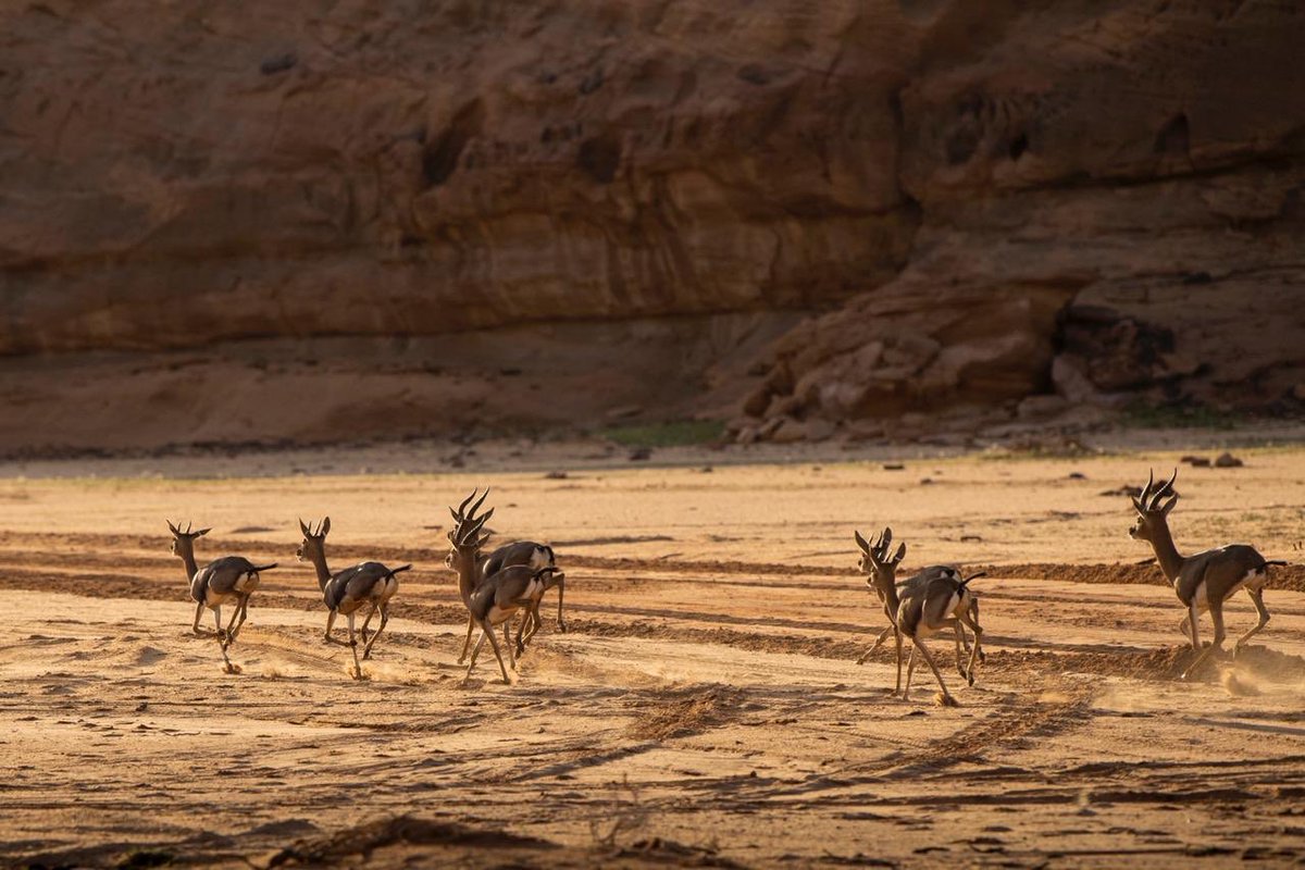 العلا في 50 صورة.. من زمن الأنباط إلى عصر الرؤية