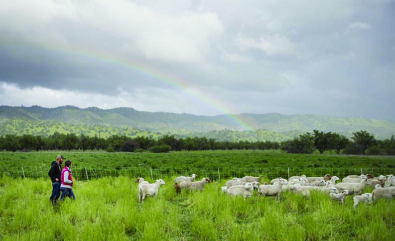 إنقاذ الأرض يتطلب تطهير الجو من «الكربون»